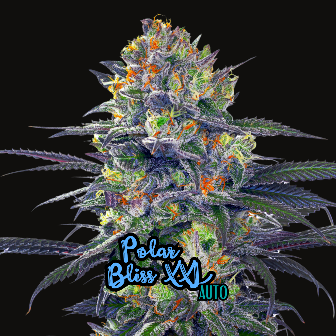 Polar Bliss XL (Auto)