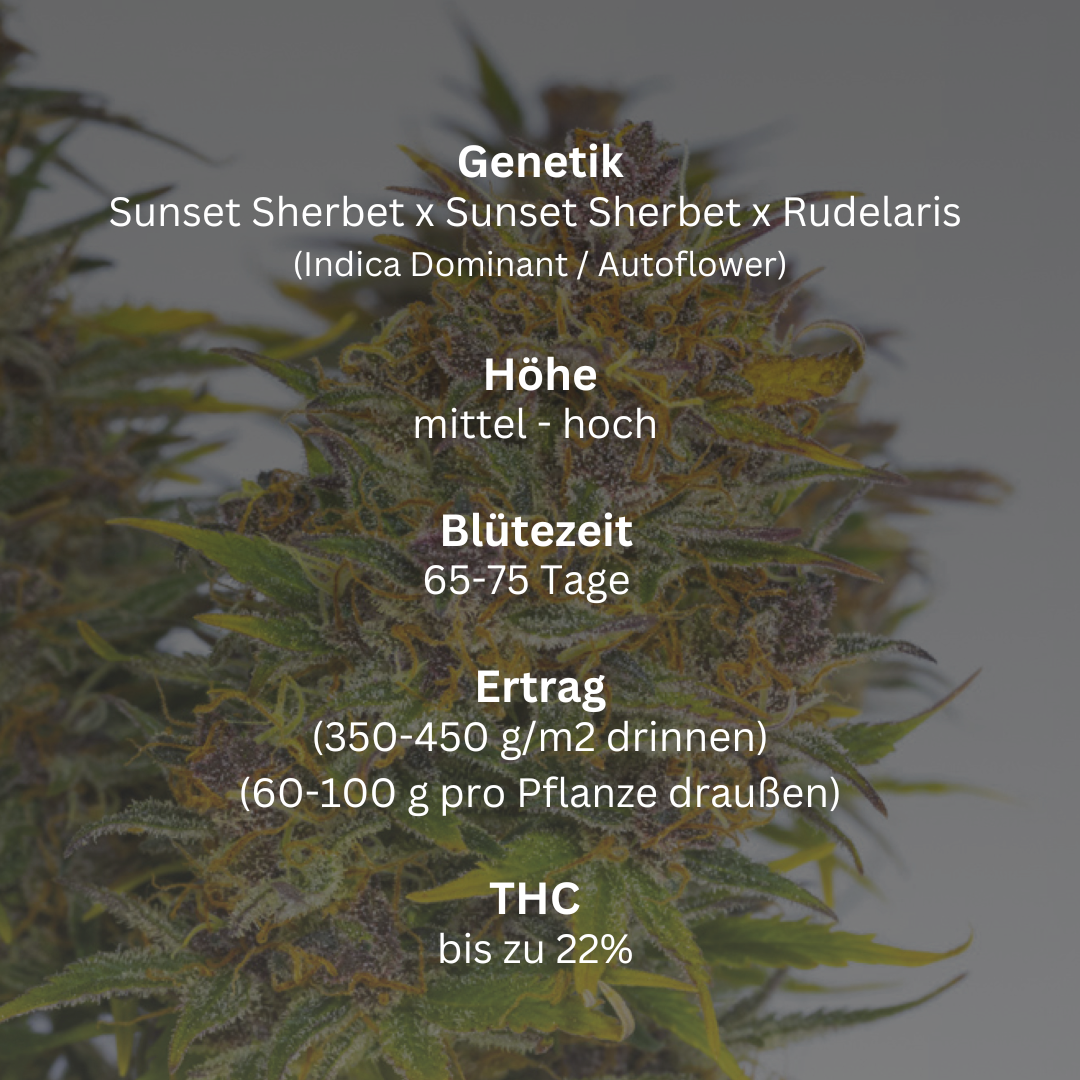Sunside Sherb (Auto)