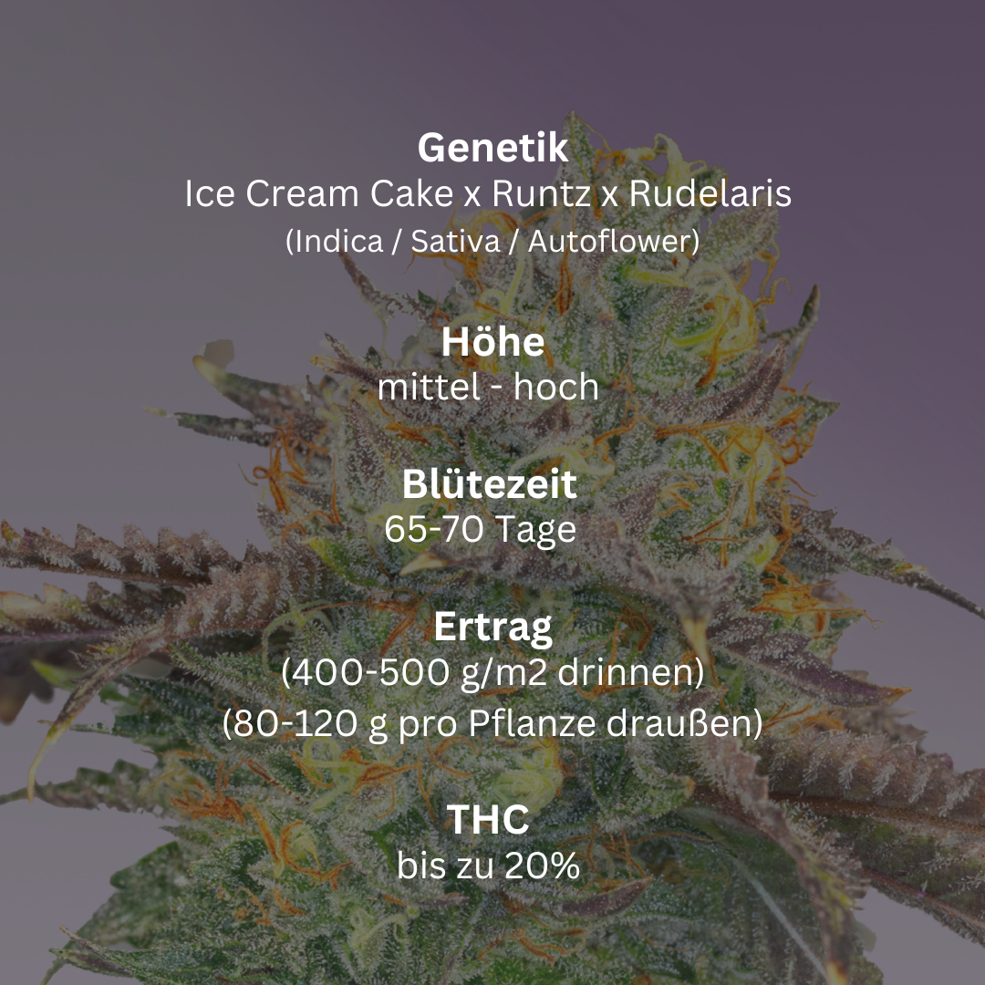 Jumbo Gelato (Auto)