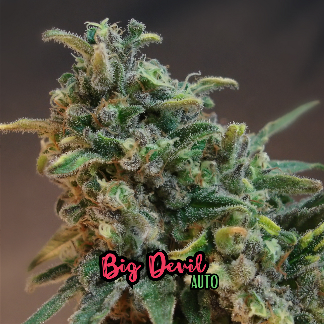 Big Devil (Auto)