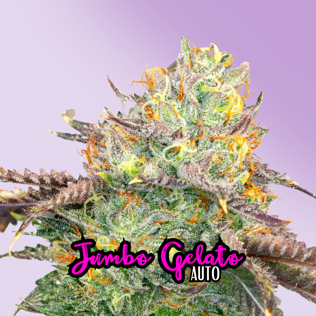 Jumbo Gelato (Auto)