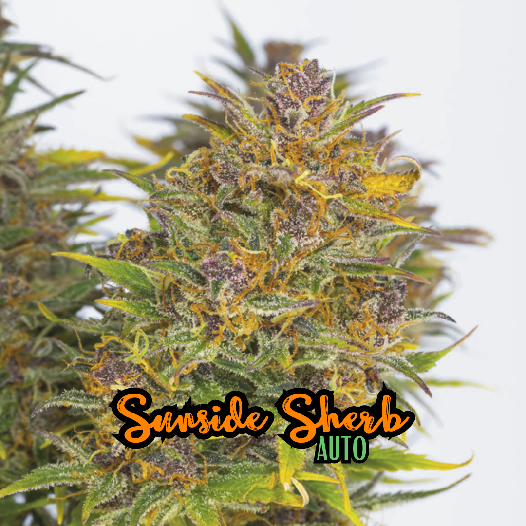 Sunside Sherb (Auto)