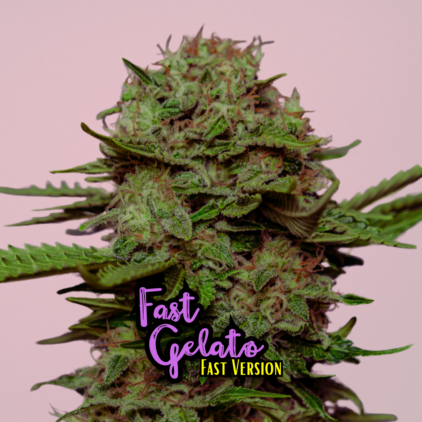 Fast Gelato (F1 Early Version)