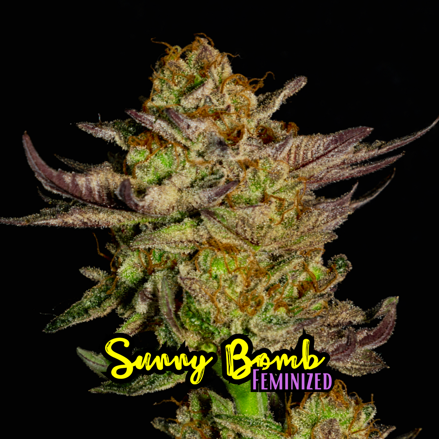 Sunny Bomb