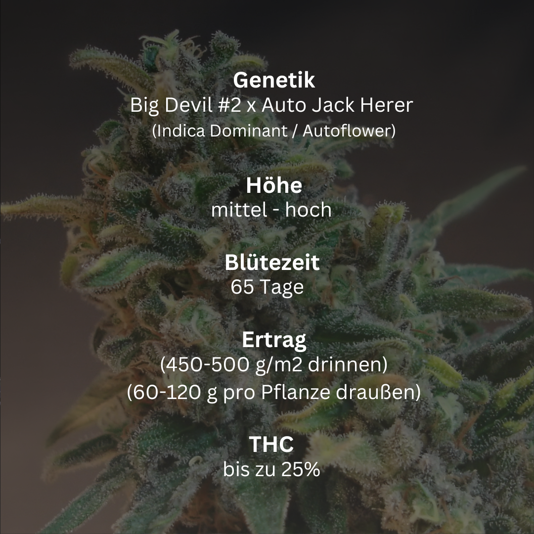 Big Devil (Auto)