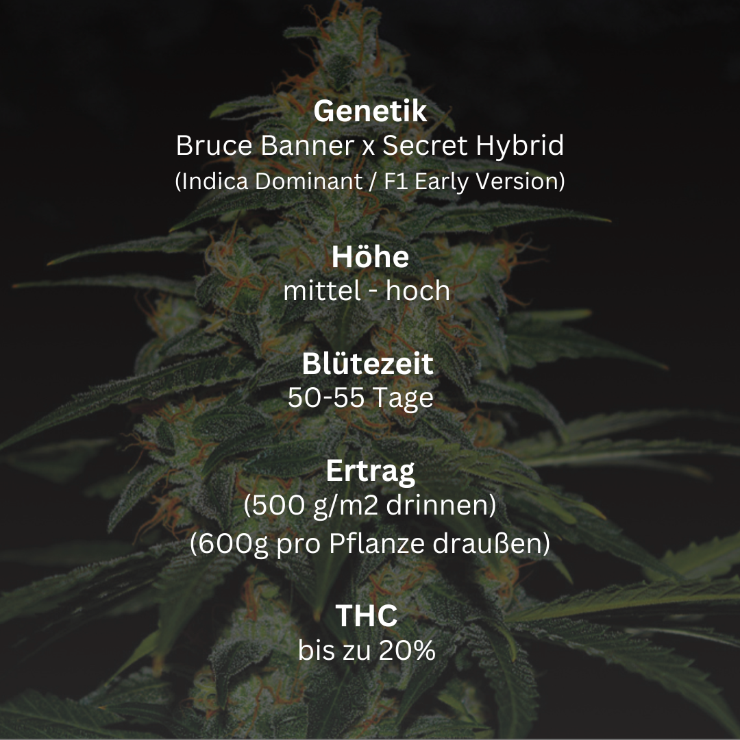 Bruce Banner (F1 Early Version)