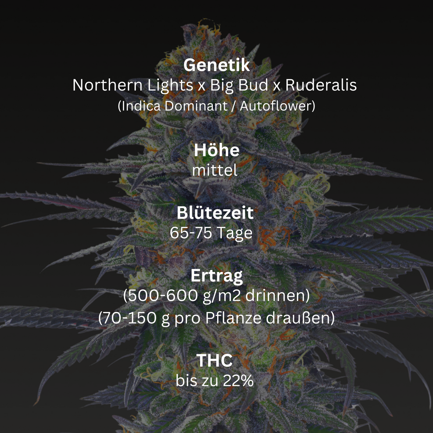 Polar Bliss XL (Auto)