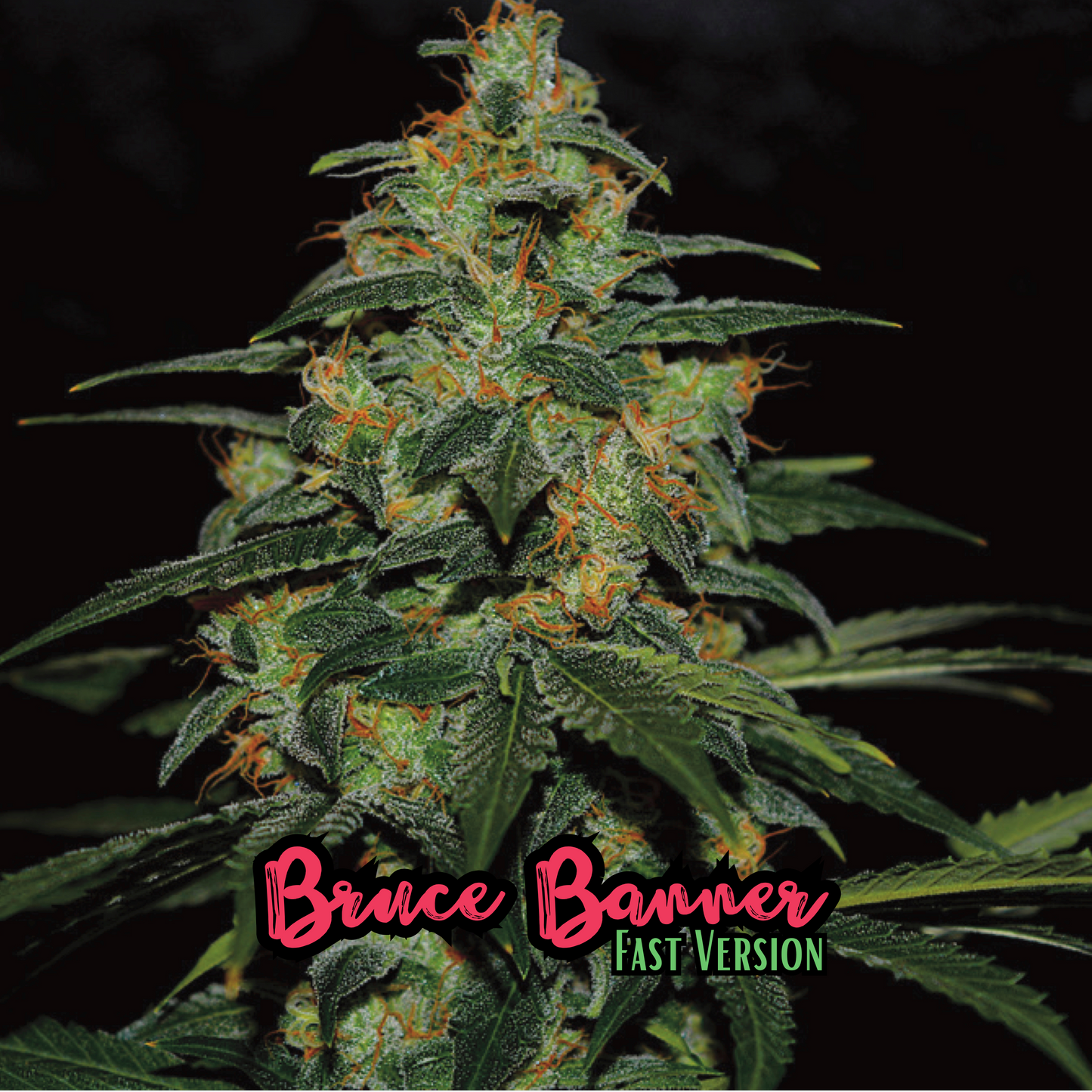 Bruce Banner (F1 Early Version)