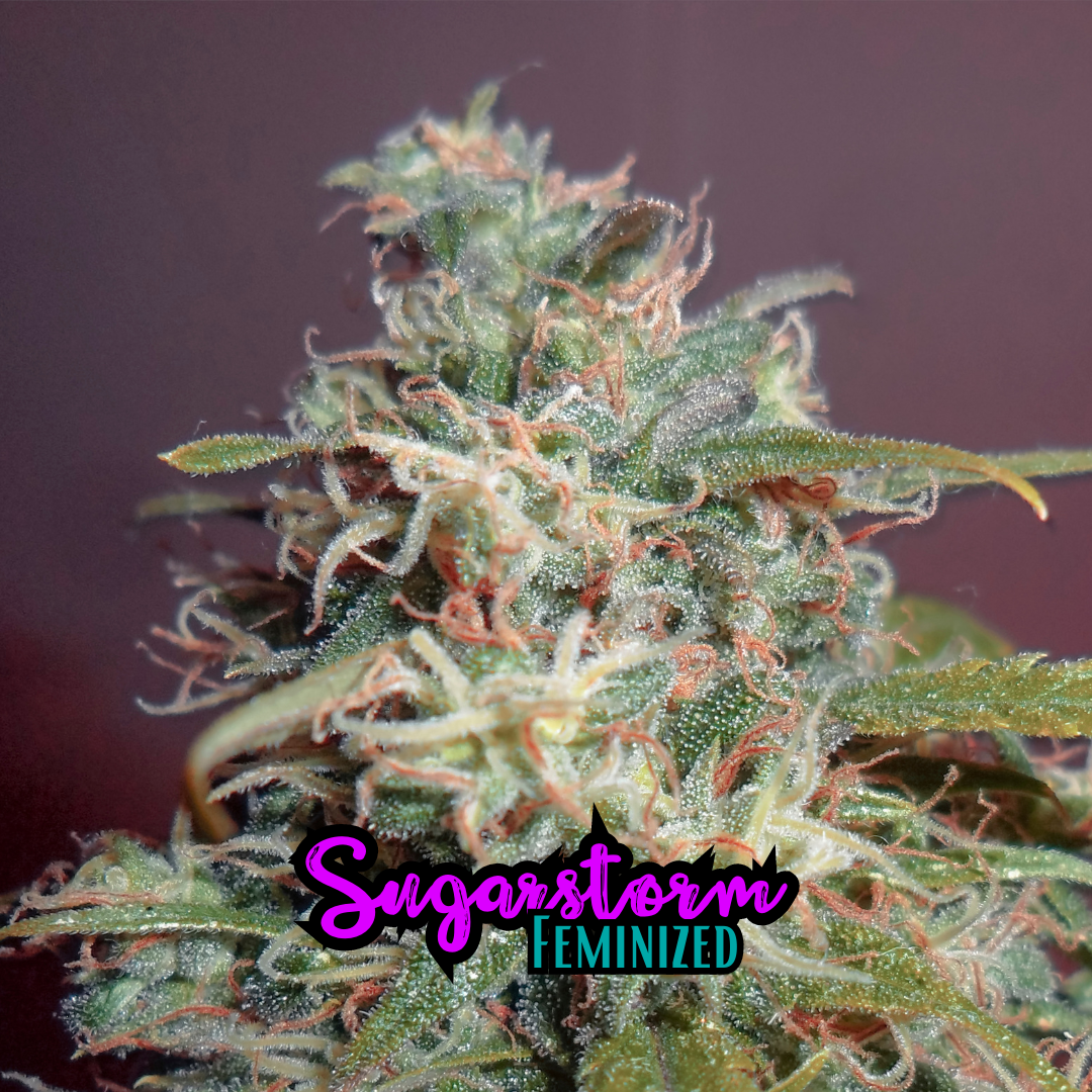 Sugarstorm