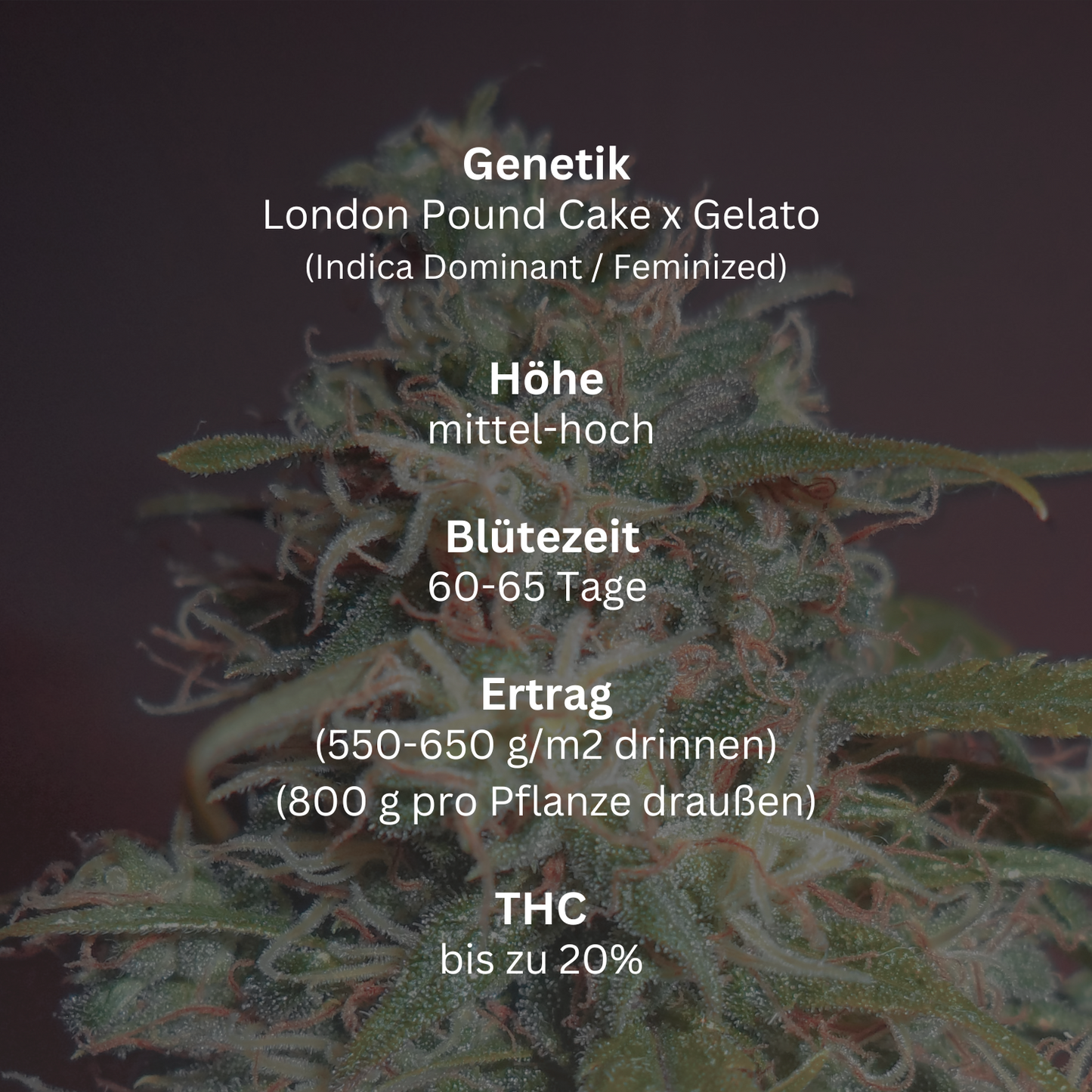 Sugarstorm