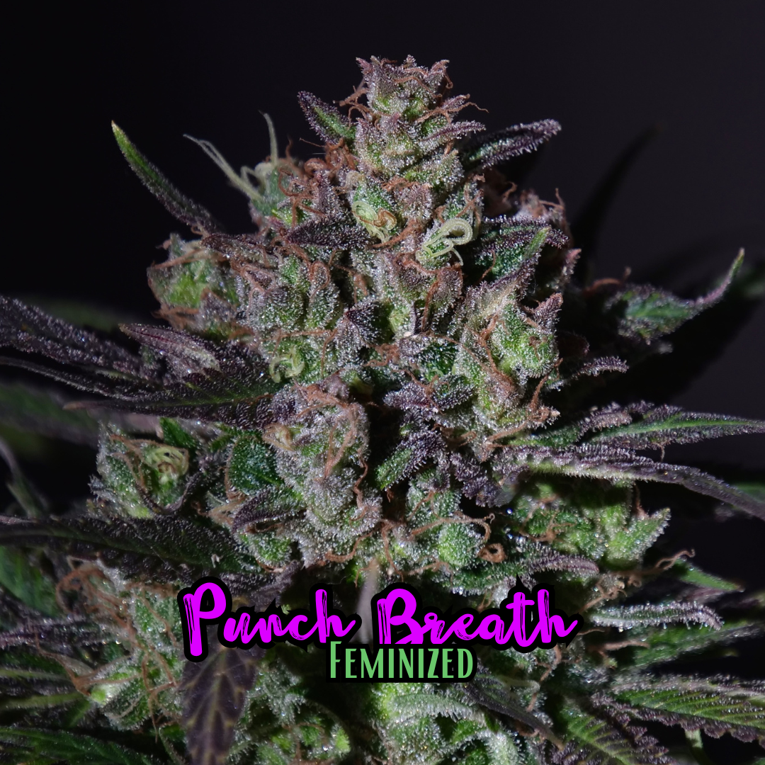 Punch Breath - 3er Pack